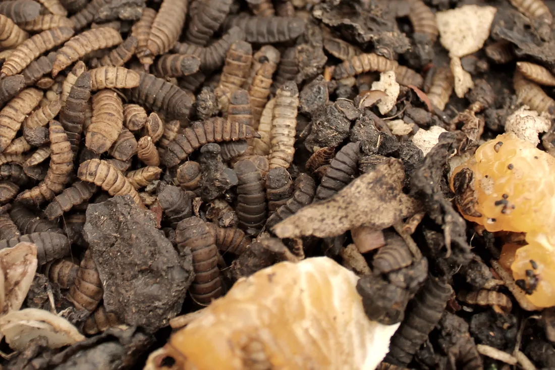 Black soldier fly larvae working through kitchen waste.