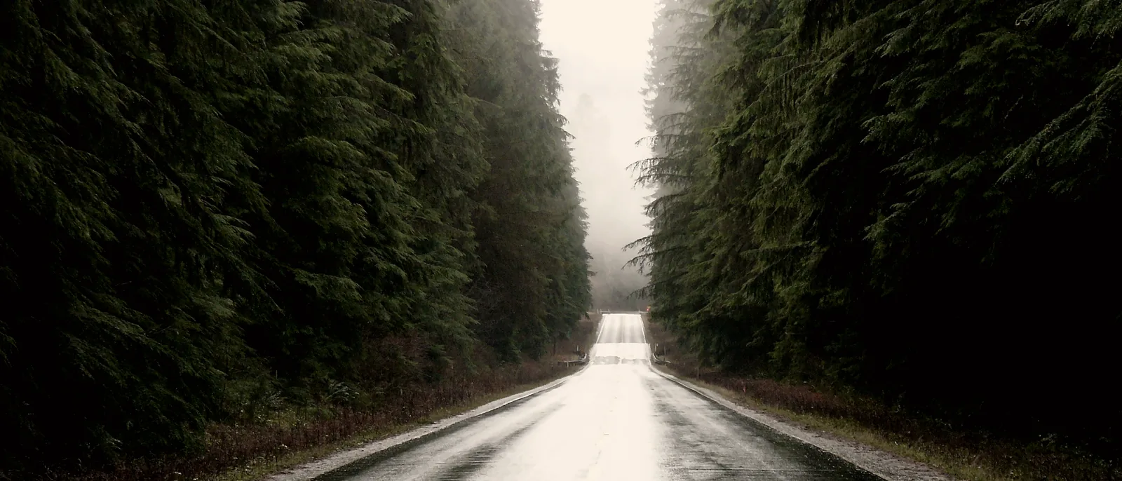 Dense conifer forest in fog.