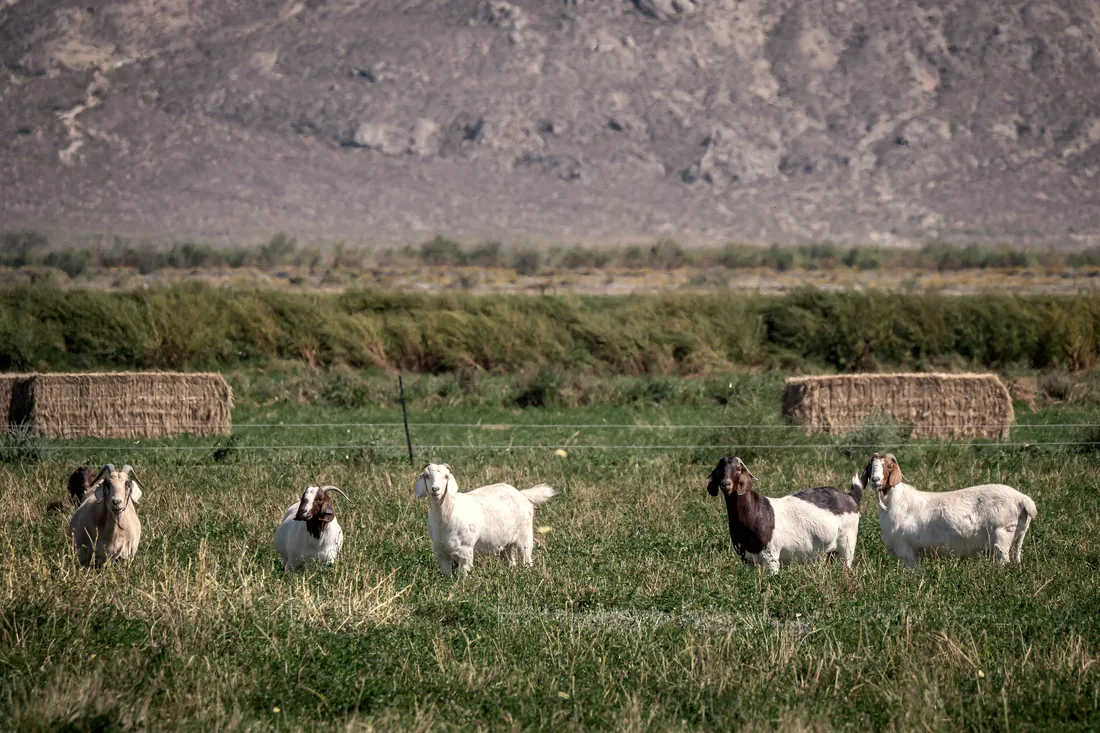 Goats grazing in a green pasture.