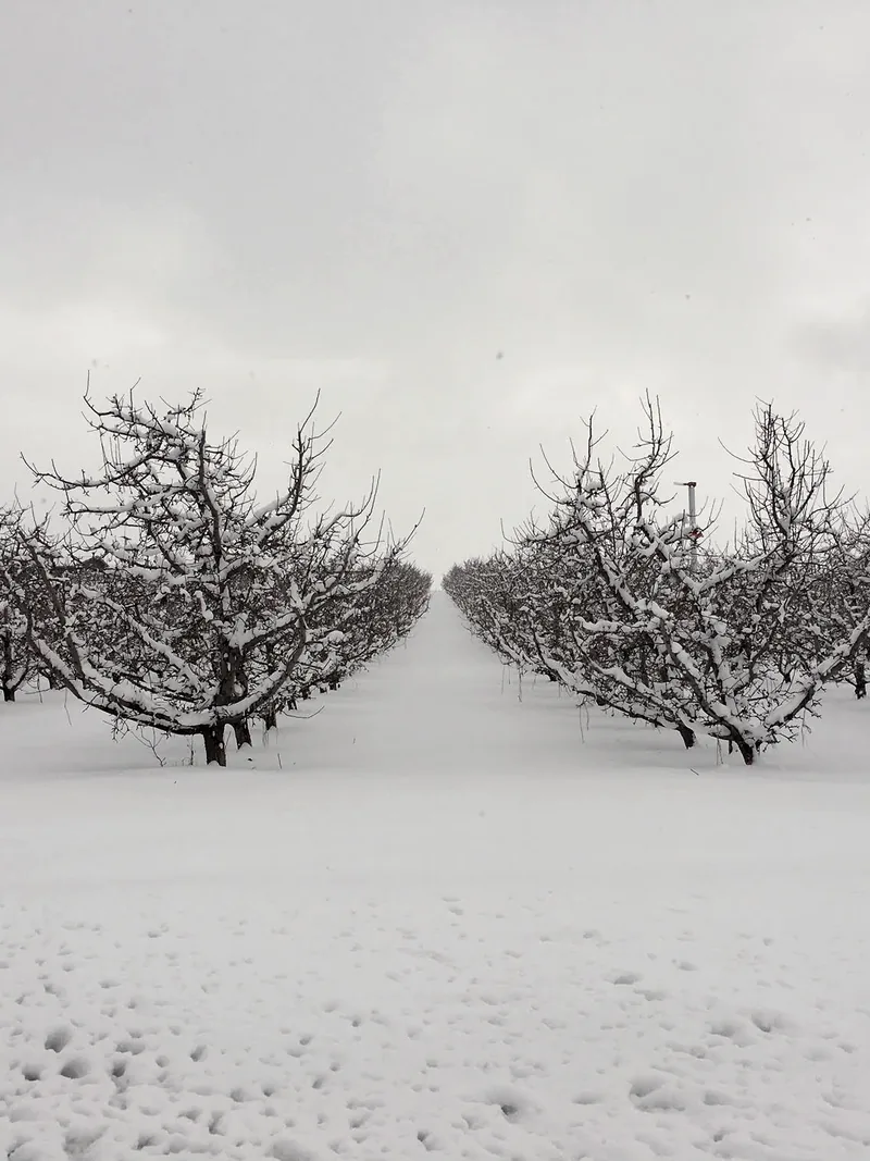 Bare orchard trees in winter light.