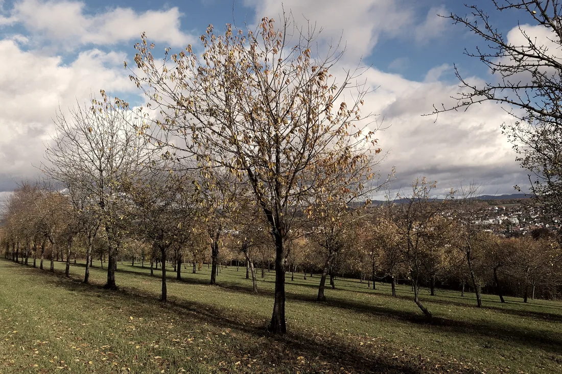 An orchard on a hillside above a valley.