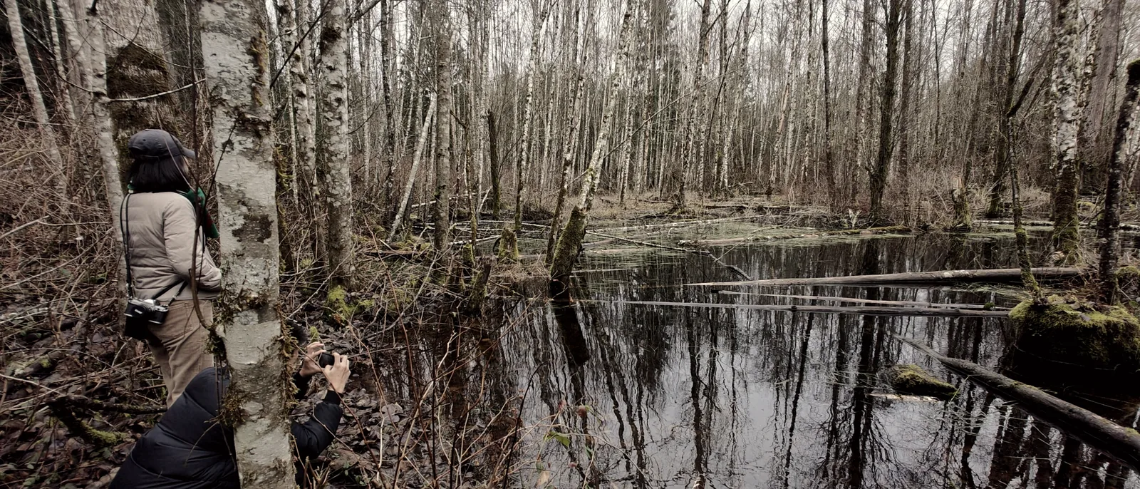 Two people photographing a still, flooded stand of bare alder in winter.