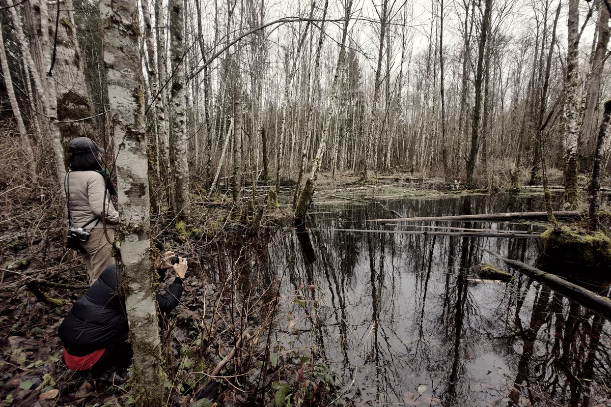 A flooded stand of bare alder with two people photographing it.
